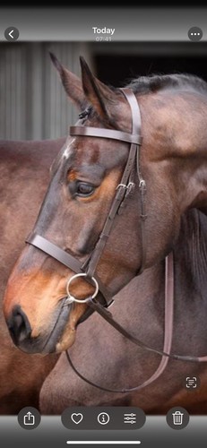 Shires velociti gara plain - velociti,