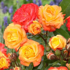 Climbing Rose/Rosa Shrubs