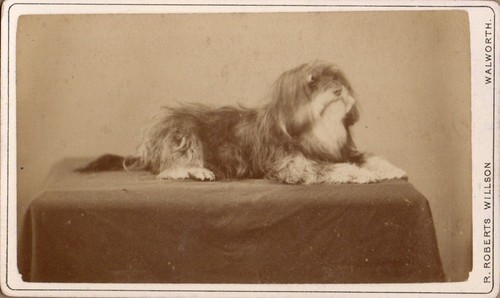 London cdv fabulous portrait - london,
