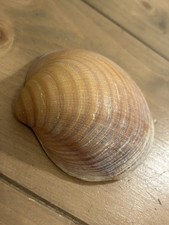 Large Thick Common Marine