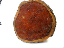 Yew Log 27cm long Width 9 to