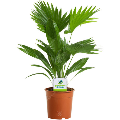 Livistona palm plant - palm,