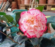 Camellia Margret Davis Plant