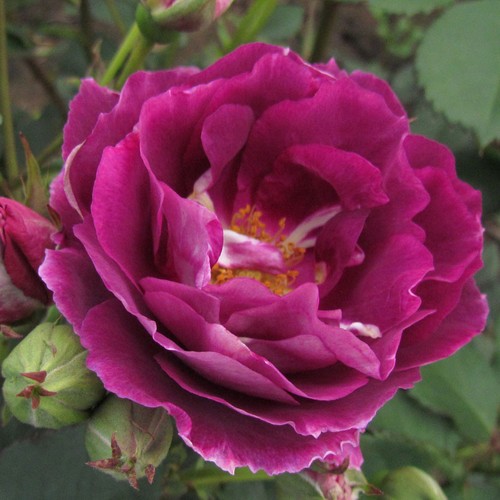Amethyst star 5lt - star, potted