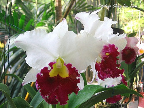 Rare cattleya rlc chong - rare, cattleya/