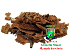 Agoiniada - Plumeria Lancifolia