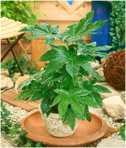 Fatsia japonica japanese - fatsia, 'japonica'