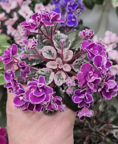 Rare variegated miniature - variegated,
