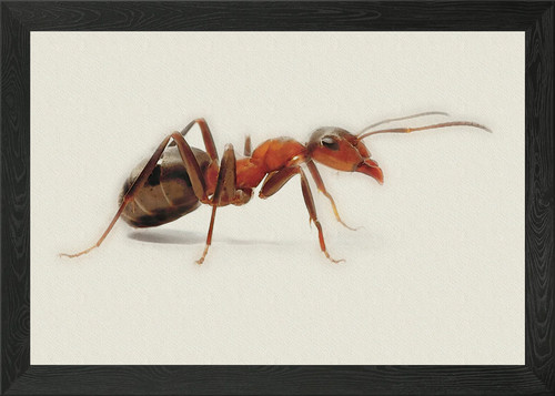 Red ant close framed wall - framed,