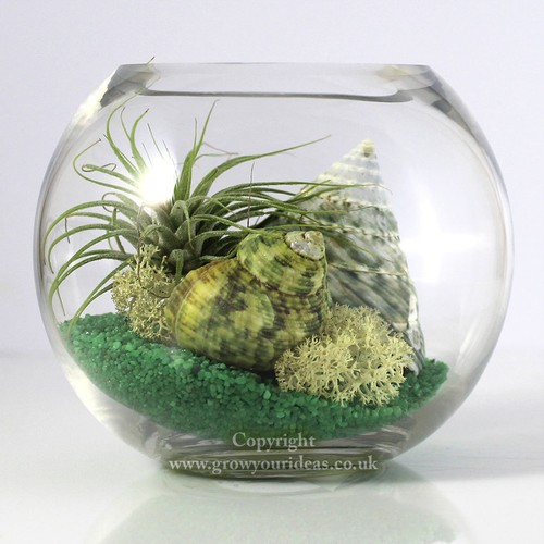 Air plant kit glass - plant,