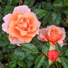 ROSE Fragrant Delight -