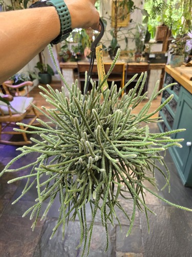 Mouse tail cactus - mouse,