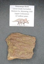 Fossil Triceratops Dinosaur
