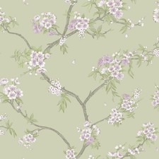 Cherry Blossom Wallpaper Sage