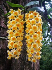 Rare Dendrobium densiflorum orchid plant FS , not in bloom