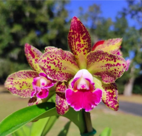 Blc waianae leopard - blc., 'ching