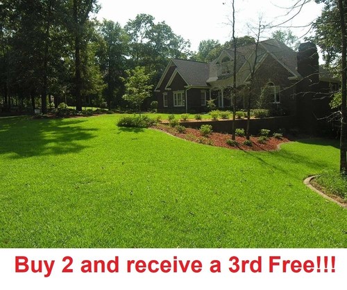 Centipede grass seeds - seeds, starter