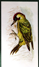 GREEN WOODPECKER  Illustrated Bird Card