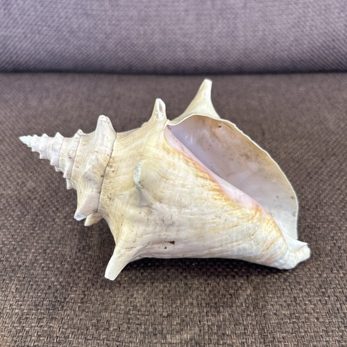 Vintage pink conch - vintage, shell