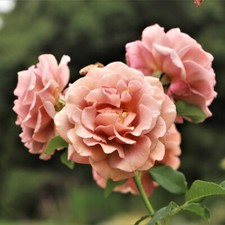 'Koko Loko' Floribunda Rose Bush , Unusual Champagne Cream & Lavender Flowers