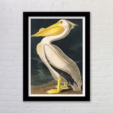 Framed White Pelican by John