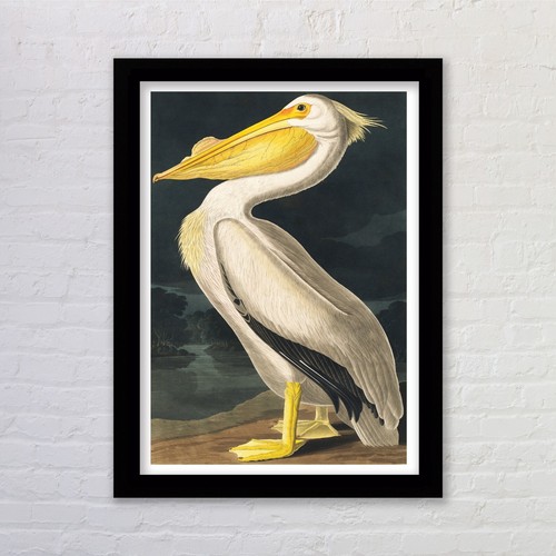 Framed white pelican john - pelican, by
