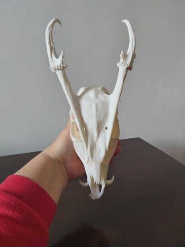 Muntjac buck deer - deer, skull