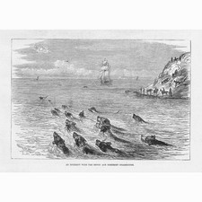 Swimming Incident with the Devon & Somerset Staghounds - Antique Print 1881