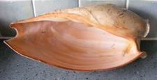 LARGE CYMBIUM GLANS SEA SHELL