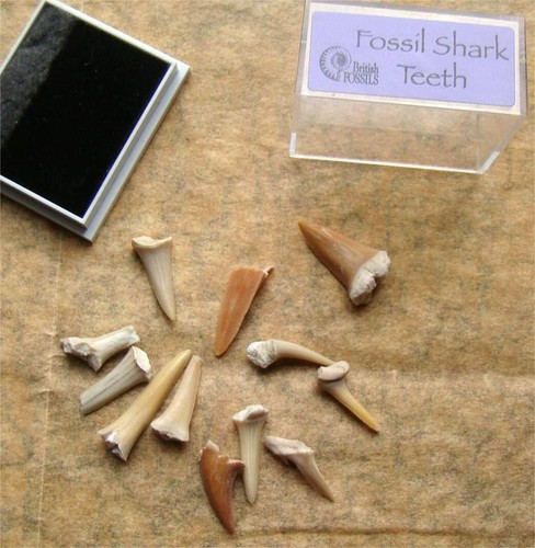 Perspex box fossil sharks - box,