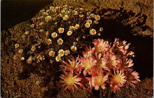 Bitterroot montana - (lewisia),