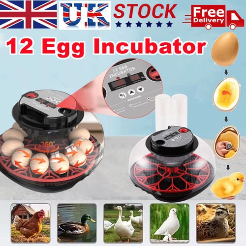 Egg incubator hatching - hatching, machine
