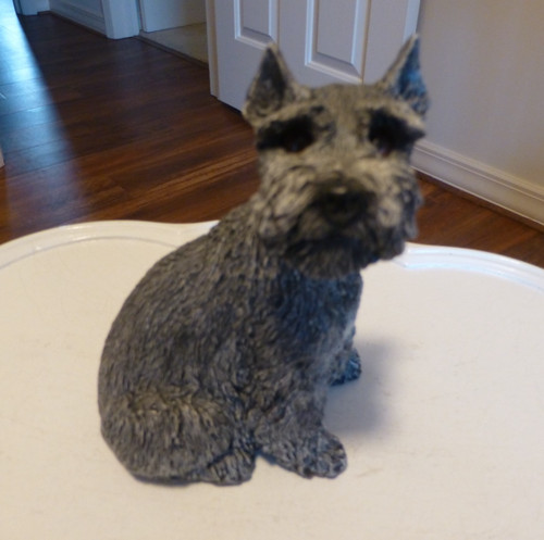 Miniature schnauzer whiskers - schnauzer,