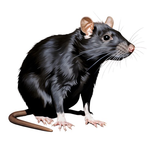 Sticker rat car - rat,