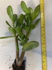 Jade Plant, Money Tree