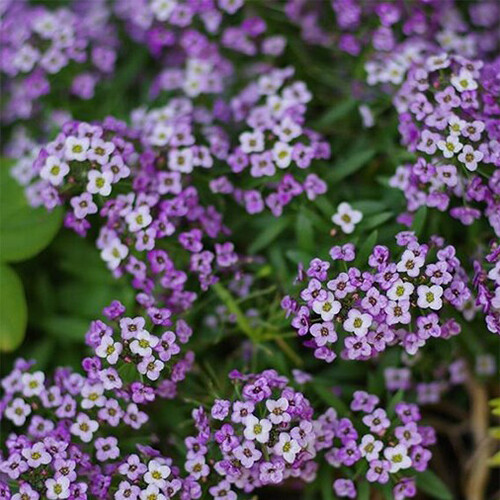 Violet queen alyssum seeds - alyssum, |