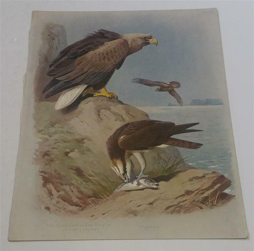 Thorburn white tailed - or, sea