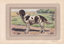1931 french spaniel - print,