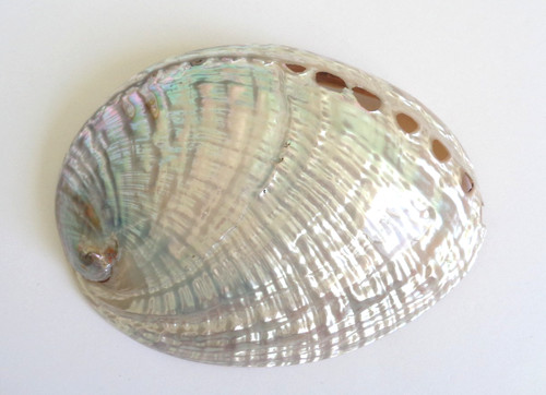 Green abalone sea - green, shell