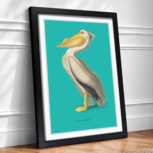 American pelican teal john - pelican, in