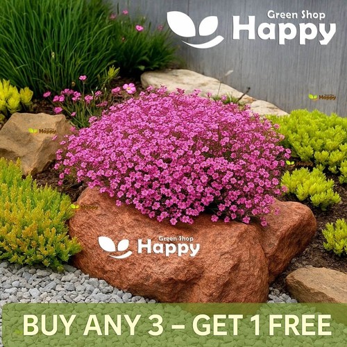 Gypsophila rose 750 - gypsophila,