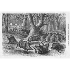 A Wild Boar Hunt - Antique Print 1882