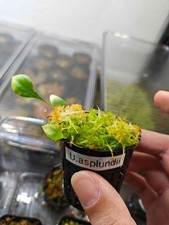 Utricularia asplundii -