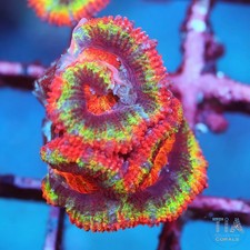 Ultra rainbow acan frag not - rainbow,
