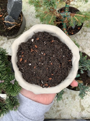 Litres bonsai tree indoor - 4, of