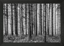 Tree trunks Framed Wall Art