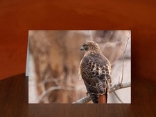 Red-tailed Hawk - A5 Photography Card
