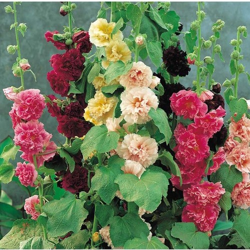 Hollyhock chaters double mixed - hollyhock,