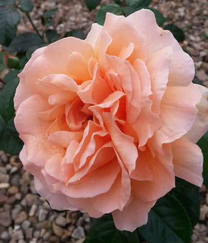 Rose bush a - rose,
