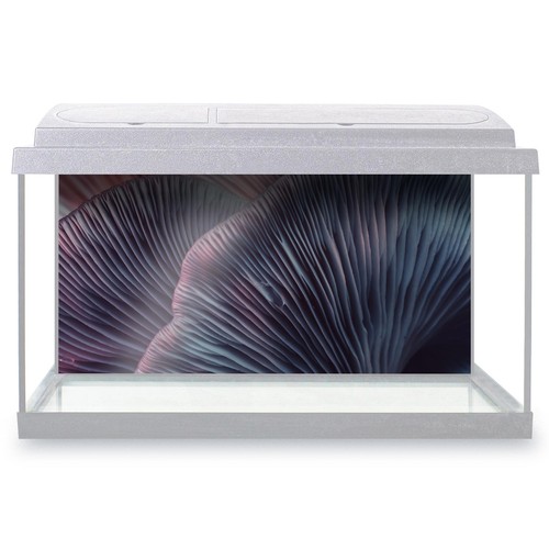 Fish tank background beautiful - fish,